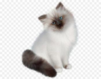 Persian cat Siamese cat Ragdoll Birman Himalayan cat - White cat 