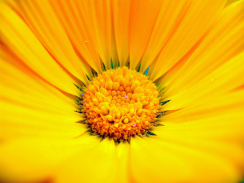 Persian flowers and plants Persian flowers and plants