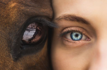 person and animal faces person and animal faces