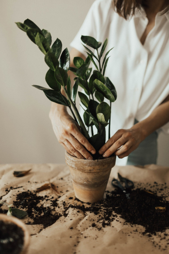 Person Arranging Pot Plant Person Arranging Pot Plant