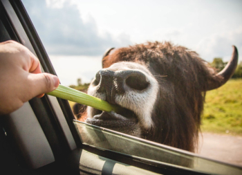 Person Feeding Vegetable on Brown Animal Person Feeding Vegetable on Brown Animal