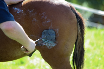 Person Grooming Horse Person Grooming Horse