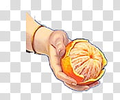 Person hand holding orange fruit transparent background PNG clipart Person hand holding orange fruit transparent background PNG clipart