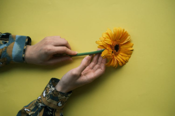 Person Hands with Flower on Yellow Background