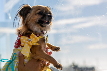 Person Holding Adult Brown Chihuahua Person Holding Adult Brown Chihuahua