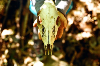 person holding animal skull person holding animal skull