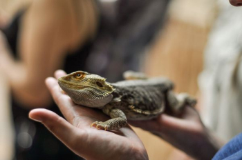 person holding bearded dragon person holding bearded dragon
