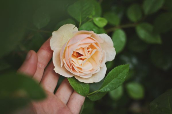 person holding beige rose flower person holding beige rose flower