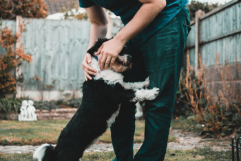 Person Holding Black And White Dog Person Holding Black And White Dog