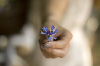 Person Holding Blue Cornflower