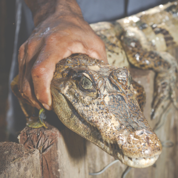 Person Holding Brown Crocodile Person Holding Brown Crocodile