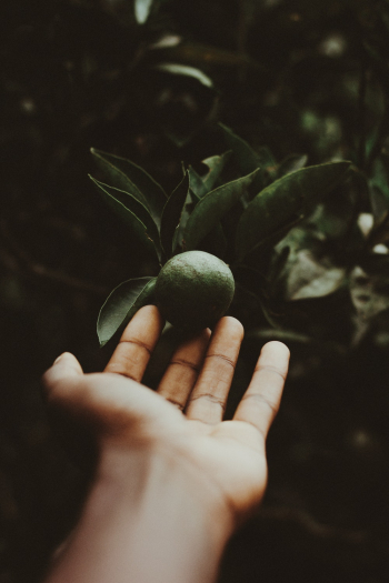 Person Holding Citrus Fruit Person Holding Citrus Fruit
