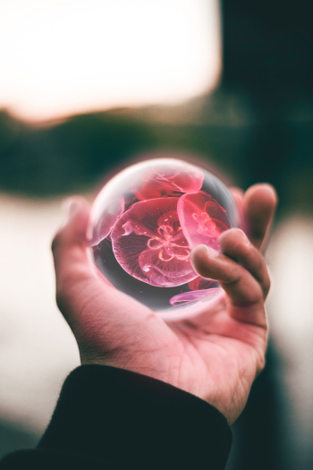 Person Holding Clear and Red Floral Ball Person Holding Clear and Red Floral Ball