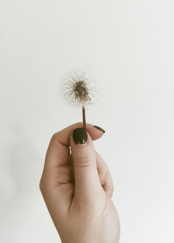person holding dandelion person holding dandelion