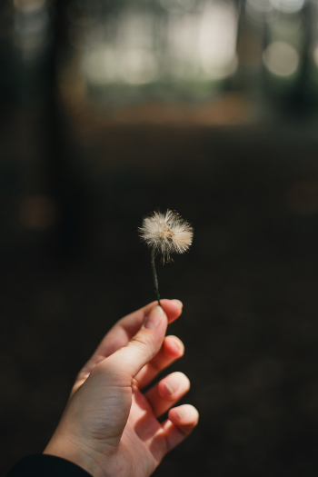 Person Holding Dandelion Person Holding Dandelion