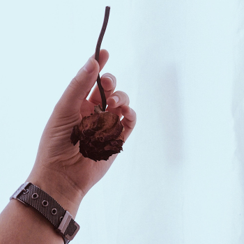 Person Holding Dried Flower Person Holding Dried Flower
