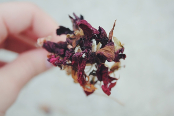 Person Holding Dried Red, Brown, and White Flower Person Holding Dried Red, Brown, and White Flower