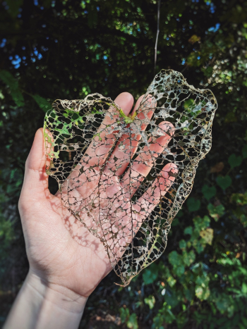 Person Holding Gay Leaf Person Holding Gay Leaf