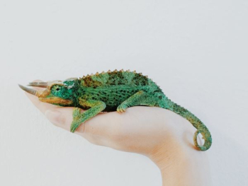 person holding green chameleon person holding green chameleon