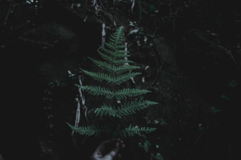 person holding green fern branch