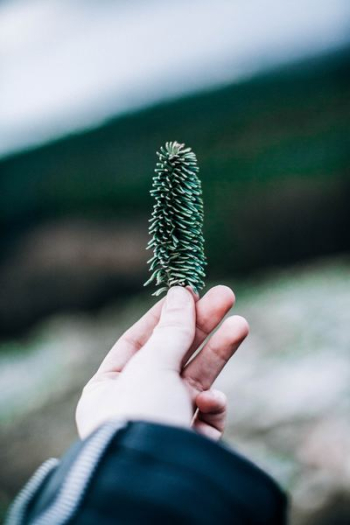 person holding green leaf plant closeup photography person holding green leaf plant closeup photography