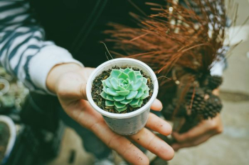 person holding green succulent plant person holding green succulent plant