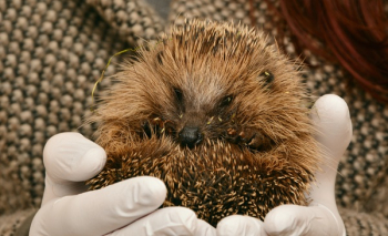 Person Holding Hedgehog Person Holding Hedgehog