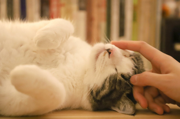 Person Holding Kitten Person Holding Kitten