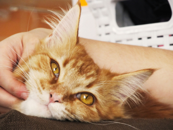 Person Holding Orange Tabby Cat Person Holding Orange Tabby Cat
