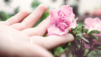 person holding pink peony flower person holding pink peony flower