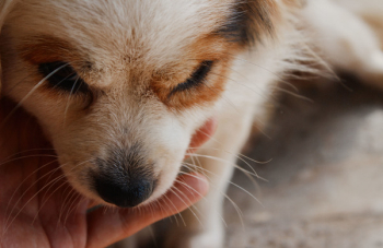 Person Holding Puppy Person Holding Puppy