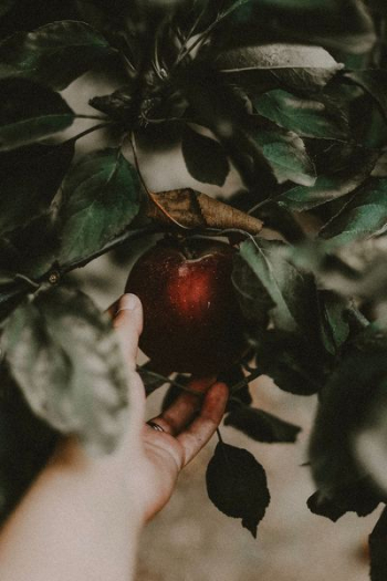 person holding red fruit