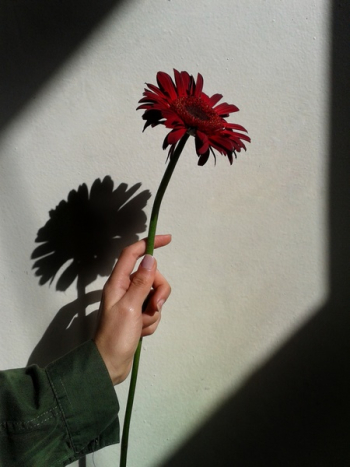 Person Holding Red Gerbera Flower Person Holding Red Gerbera Flower