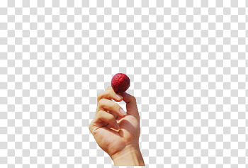 , person holding round red fruit transparent background PNG clipart , person holding round red fruit transparent background PNG clipart