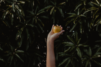 Person Holding Round Yellow Fruit Person Holding Round Yellow Fruit