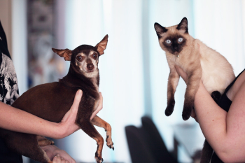 Person Holding Siamese Cat and Chihuahua Person Holding Siamese Cat and Chihuahua