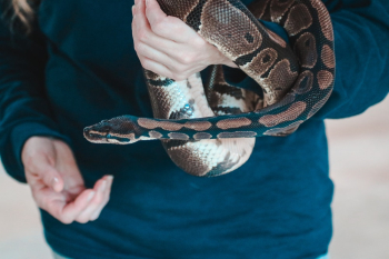 Person Holding Snake Person Holding Snake