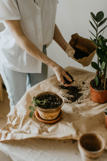 Person Holding Soil Person Holding Soil