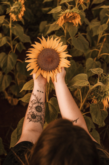 Person Holding Sunflower Person Holding Sunflower