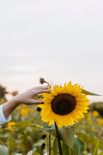 person holding sunflower person holding sunflower
