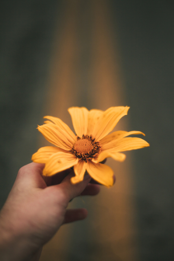 Person Holding Sunflower Flower Person Holding Sunflower Flower