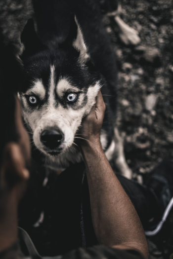 Person Holding White and Black Siberian Husky Person Holding White and Black Siberian Husky