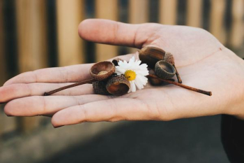 Person Holding White Daisy Flower and Brown Accessories Person Holding White Daisy Flower and Brown Accessories
