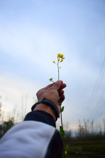 Person Holding Yellow Flower