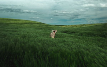 person in green grass field person in green grass field
