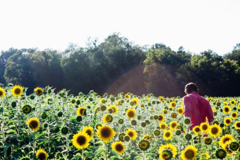 person inside yellow sunflowers in bloom plantation person inside yellow sunflowers in bloom plantation