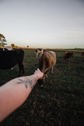 Person Near Grazing Cows Person Near Grazing Cows