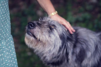 person petting black and white dog person petting black and white dog