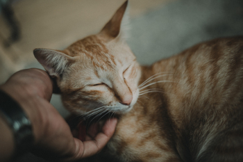Person Petting Orange Tabby Cat Person Petting Orange Tabby Cat