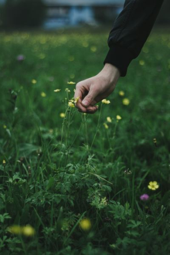 person picking yellow flower person picking yellow flower